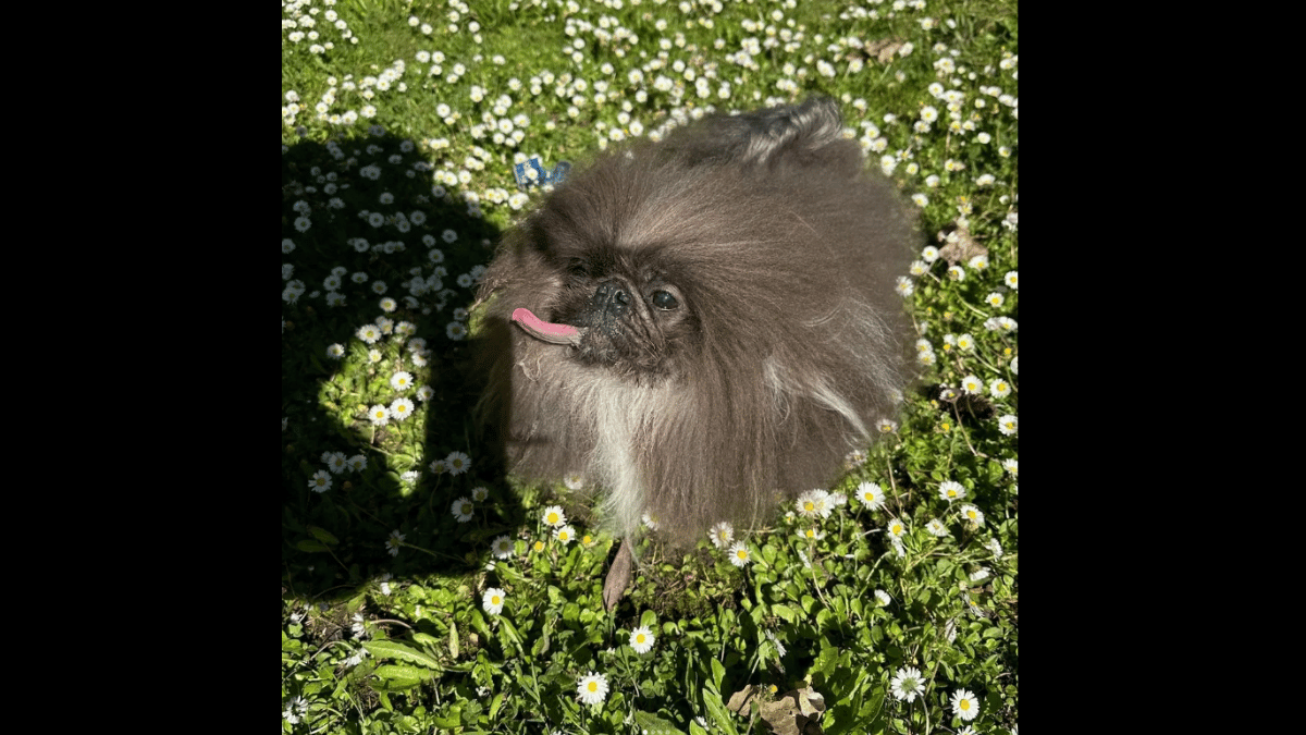 world-ugliest-dog-contest-winner-is-an-8-year-old-pekingese-see-photos